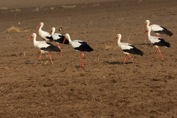 A group of elegant white storks with red legs and beaks forage actively on a freshly plowed, dark brown field under a clear sky, showcasing rural wildlife