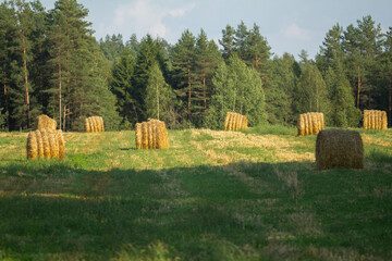 Golden hay bales dot a lush green and harvested field, set against a dense, verdant forest,...