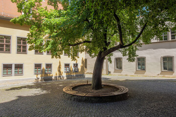 A quiet courtyard with a large shady tree, a wooden bench, and cobblestones, surrounded by old...