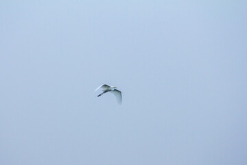 A lone white great egret in flight, wings extended, against a soft, light blue, slightly hazy sky, conveying grace and freedom