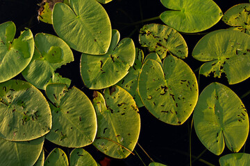 A vibrant top-down view of numerous green lily pads covering a dark water surface, some showing...
