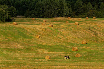 A tranquil rural landscape featuring a vast field dotted with golden hay bales and a grazing cow,...