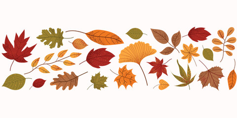 Obraz premium Set of colorful autumn leaves. Flat vector illustration with maple, oak, birch, chestnut and ginkgo leaves. Seasonal autumn design elements isolated on white background. Horizontal botanical banner.