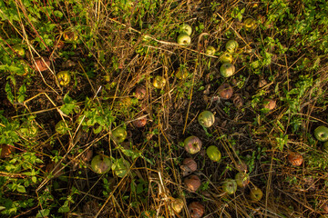 Fallen apples lie scattered on the ground amidst green grass and dry stalks, depicting the natural...