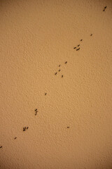 Group of black ants walking on a textured beige wall surface indoors. Macro close-up showing...