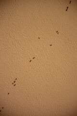 A scattered line of tiny black ants crawls across a textured beige wall, illustrating the presence...