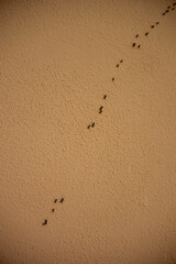 A scattered line of tiny black ants crawls across a textured beige wall, illustrating the presence...