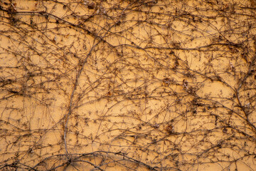 A textured yellow wall is covered by a dense, intricate network of dry, dormant ivy vines and...