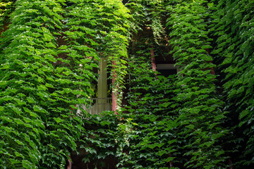 A historic building facade is completely covered in lush, vibrant green ivy, with traditional...