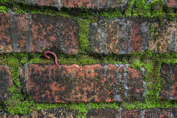 Real Photographed: Old Red Brick Wall Texture with Moss and Natural Insect Detail