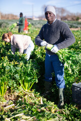 African american man with team of farm workers arranging crop of ripe celery in boxes on field....