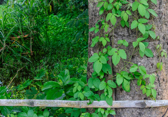 Nature's Embrace: Parasitic Growth on an Ancient Tree with Bamboo Fence