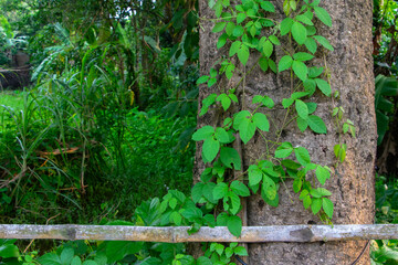 Wild Tropical Scene: Dominant Tree, Vine Embrace & Organic Bamboo Boundary