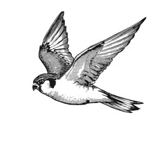 Obraz premium American kestrel in flight, detailed drawing, bird of prey. vector illustration