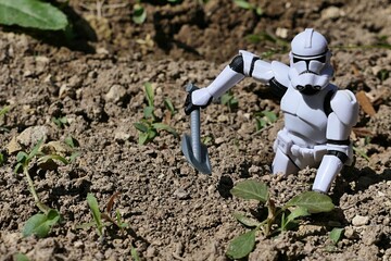 Naklejka premium Star Wars figure of Clone Trooper digging some small weed plant from garden soil, while kneeling on ground. Spring daylight sunshine. 