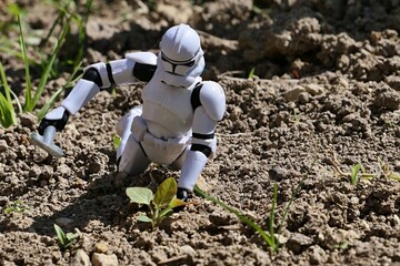 Naklejka premium Star Wars figure of Clone Trooper digging out some weed plant from garden soil, while kneeling on ground. Spring daylight sunshine. 
