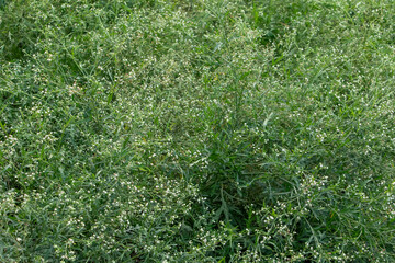 Lush Green Plant Background: Authentic 4K Natural Vegetation Texture