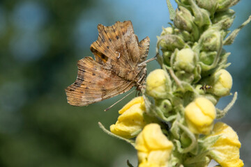 C-Falter auf den Blüten einer Königskerze