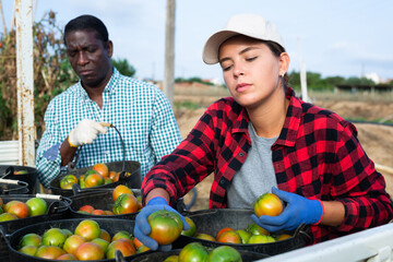 Young girl seasonal agricultural worker, engaged in organic vegetables harvesting in summer,...