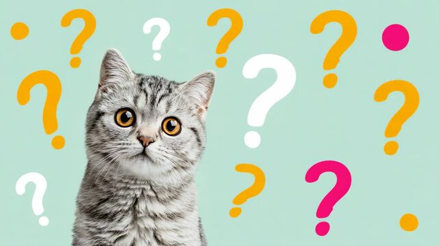 Curious gray tabby cat looking surprised surrounded by colorful question marks on pastel blue background