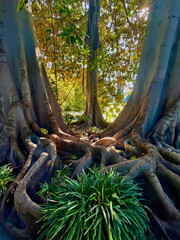 Between the Trees with Above Ground Roots