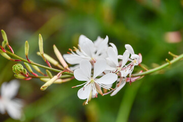 ガウラ（ヤマモモソウ） White Gaura
