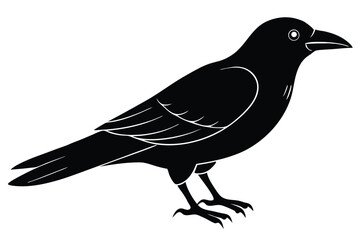 crow on a white background