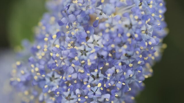 A close up shot of Californian lilacs in bloom.