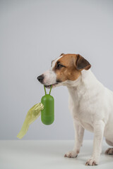 Jack Russell Terrier dog holding container with dog waste bag. 
