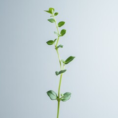 Fresh green herb stalk against light background
