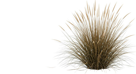 Beautiful ornamental grass with delicate plumes, perfect for backgrounds or design.