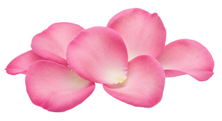 pink rose flowers petals isolated on transparent background