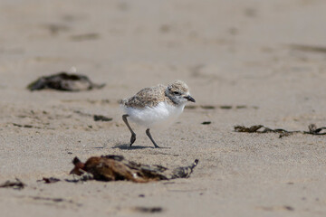 Baby snowy plover