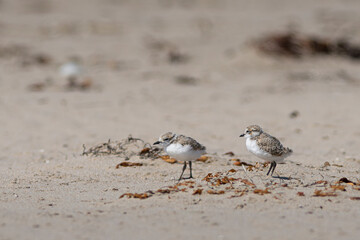 Baby snowy plovers on Santa Barbara Beach