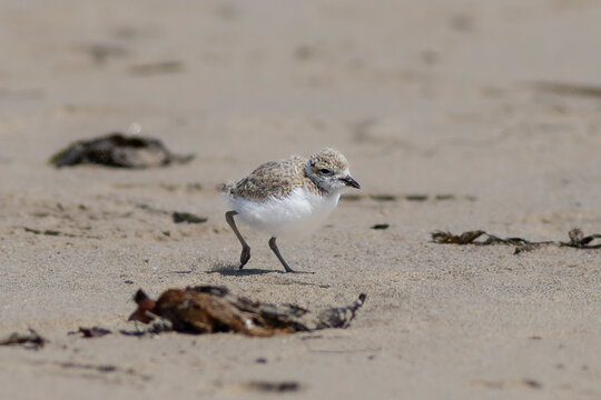 Baby snowy plover - Powered by Adobe