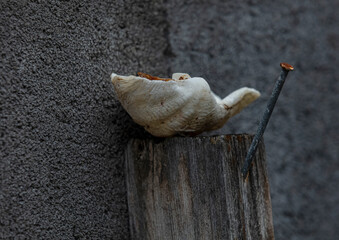 Obraz premium coquillage en décoration extérieur