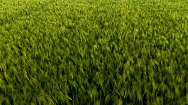 Aerial drone footage of a golden wheat field shimmering under bright sunlight. The gently swaying crops reflect warm light, creating a vibrant, peaceful rural landscape full of natural beauty and summ