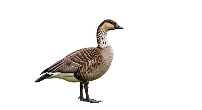 A stunning profile of a nene goose, highlighting its distinctive features and elegant posture.