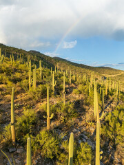 Saguaro Cacti and Lush Landscape Over Mount Lemmon in Tucson