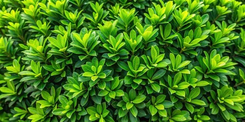 Dense foliage in a bushy green shrub from directly above with vibrant leaves and stems