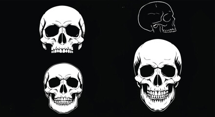 Human Skull Vector Illustration Set in Various Angles
