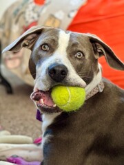 dog with ball