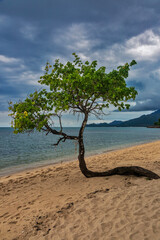 Trees on Kai Bae Beach under a gloomy dramatic sky