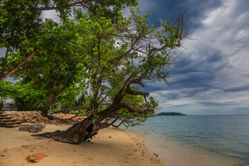Trees on Kai Bae Beach under a gloomy dramatic sky