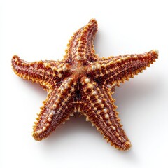 Close-up of a detailed starfish on a white background, showcasing textured surface and vibrant colors in a realistic, high-quality photograph.
