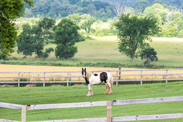 A Gypsy Vanner horse standing in a pasture behind a fence. 