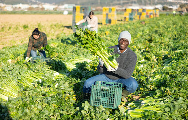 African american man with team of farm workers arranging crop of ripe celery in boxes on field....