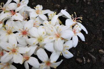 Close-up of white tung blossoms