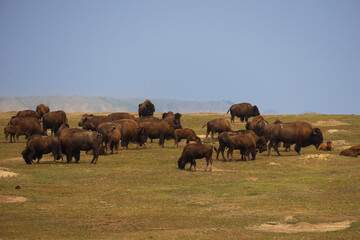 Bison herd at Theodore Roosevelt National Park, North Dakota