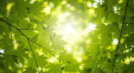 Fototapeta premium Green Leaves Sunlight Nature Foliage Bright Light